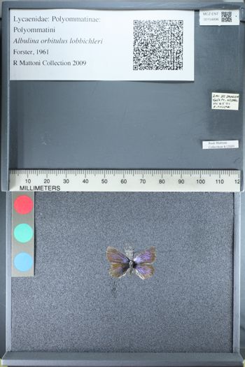 Media type: image;   Entomology 154896